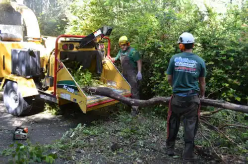 tree services Trinidad